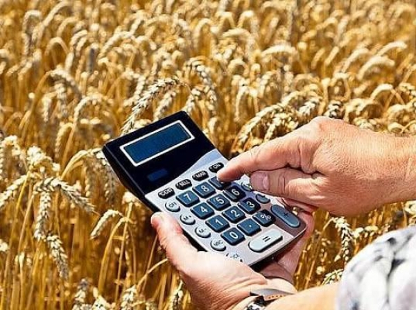 Экспортную пошлину на пшеницу из РФ с 10 августа повысили до 5219,6 рублей за тонну
