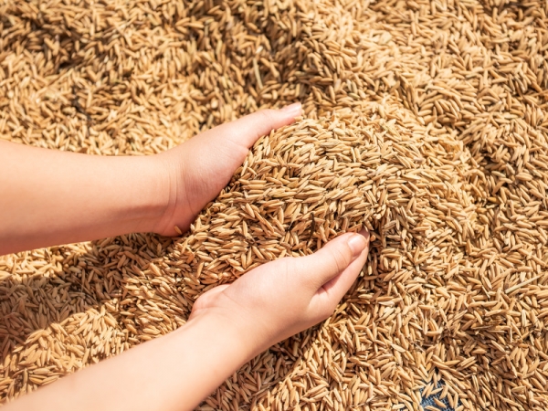 Пошлина на экспорт из РФ пшеницы с 14 января будет нулевой